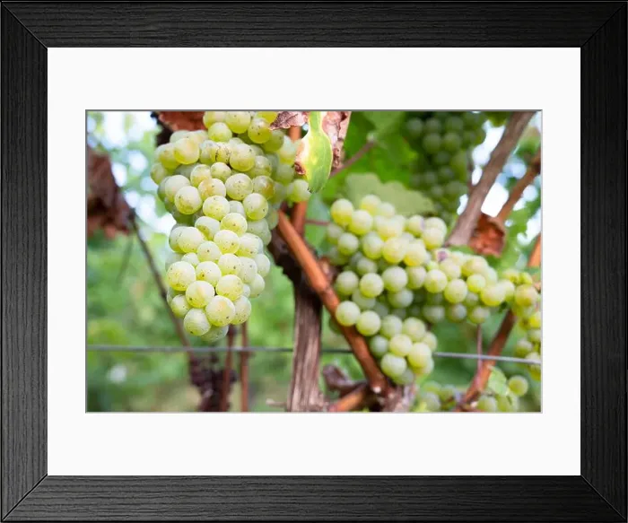 Framed Print : 2s6paat Framed Print : 2s6paat