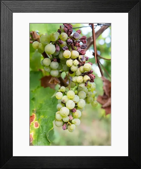 Framed Print : 2s6pah7 Framed Print : 2s6pah7