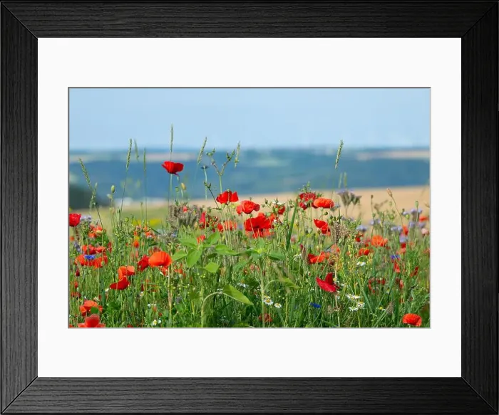 Framed Print : 2s6pbkk Framed Print : 2s6pbkk