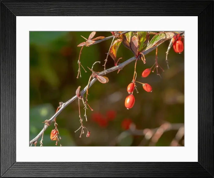 Framed Print : 2s80c74 Framed Print : 2s80c74