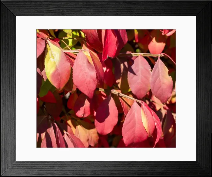 Framed Print : 2s80c7k Framed Print : 2s80c7k