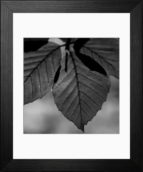 Framed Print : 2s838g6 Framed Print : 2s838g6
