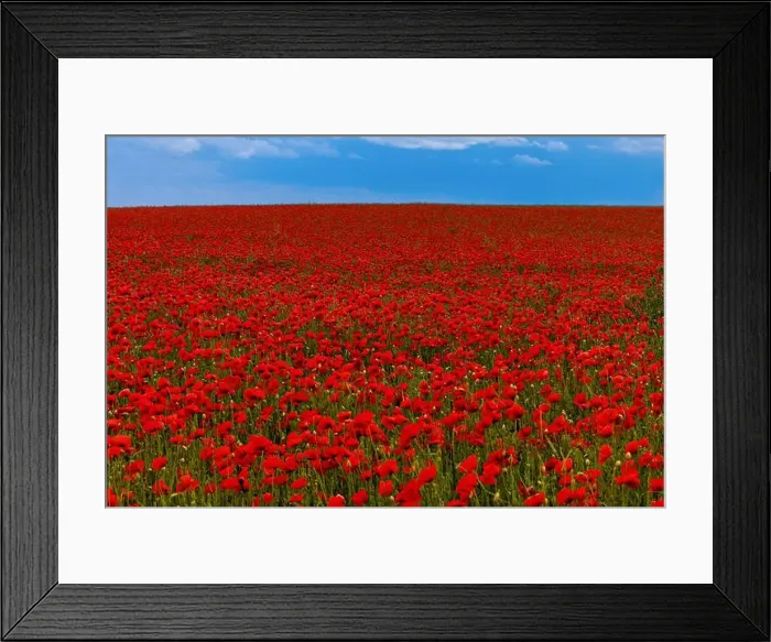 Framed Print : 2s99x4a