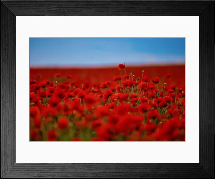 Framed Print : 2s99x4c Framed Print : 2s99x4c