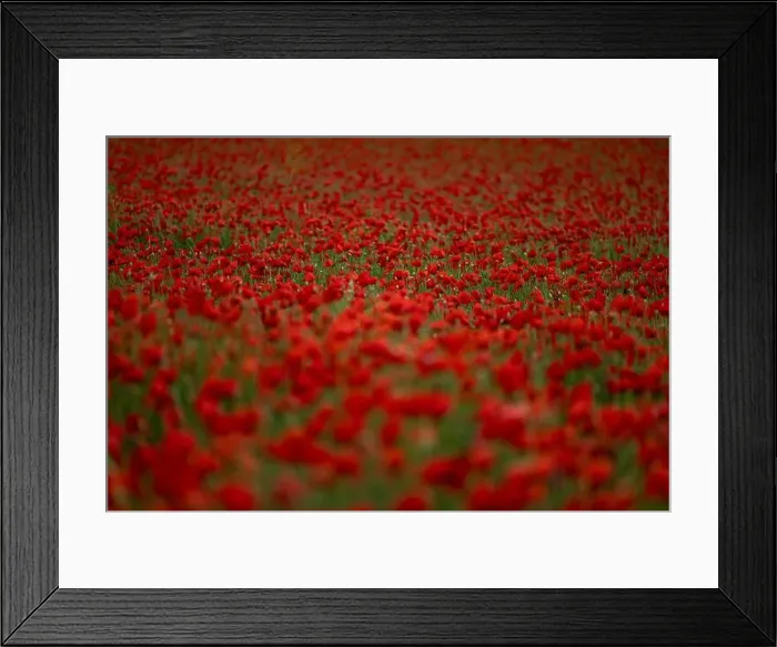 Framed Print : 2s99x4f Framed Print : 2s99x4f