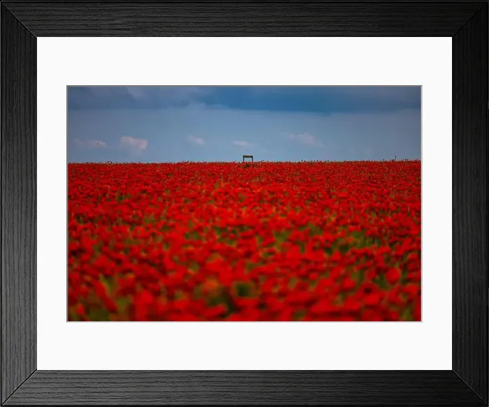 Framed Print : 2s99x4m Framed Print : 2s99x4m