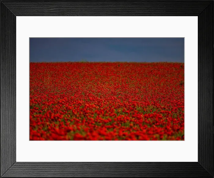 Framed Print : 2s99x59 Framed Print : 2s99x59