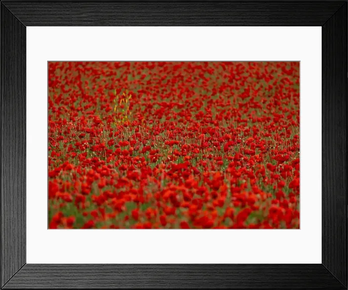 Framed Print : 2s99x5b Framed Print : 2s99x5b