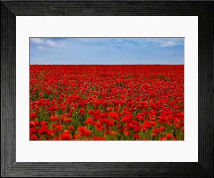Framed Print : 2s99x6w Framed Print : 2s99x6w