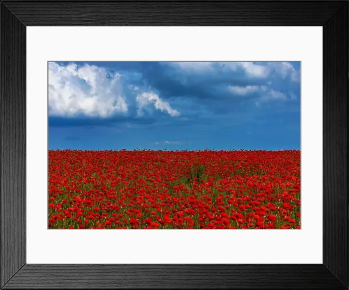 Framed Print : 2s99x80 Framed Print : 2s99x80