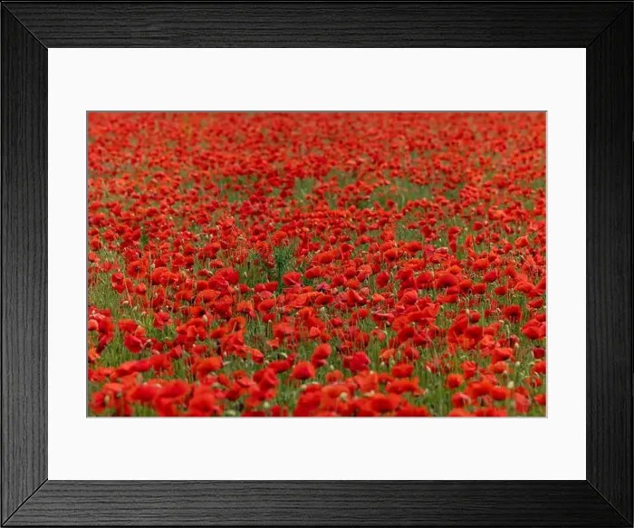 Framed Print : 2s99x84 Framed Print : 2s99x84