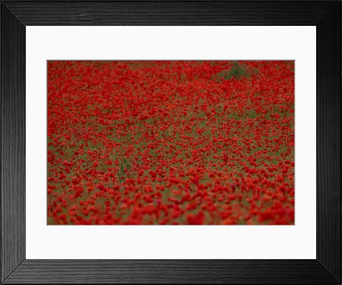 Framed Print : 2s99xan Framed Print : 2s99xan
