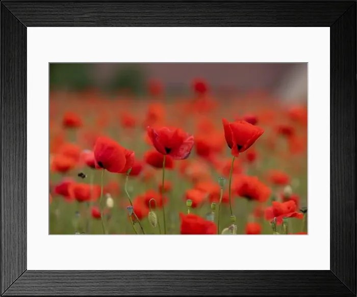 Framed Print : 2s99xar