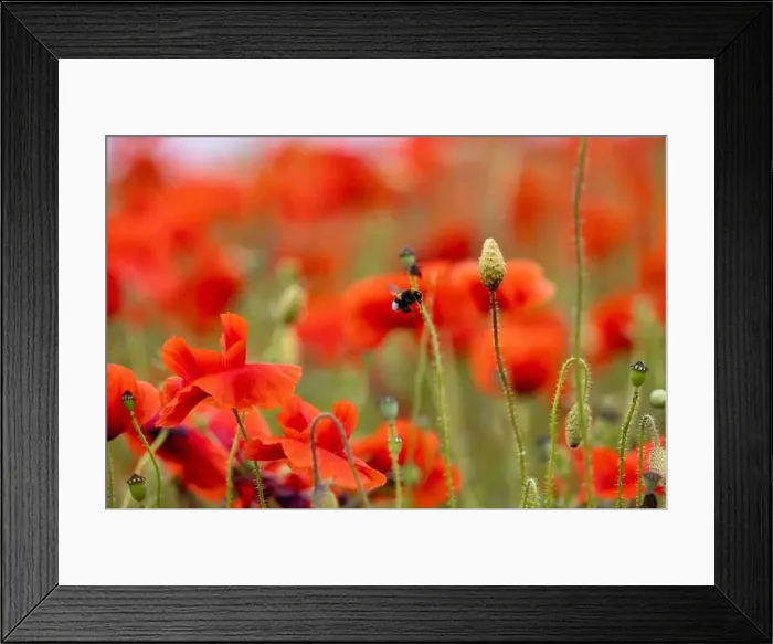 Framed Print : 2s99xbe Framed Print : 2s99xbe