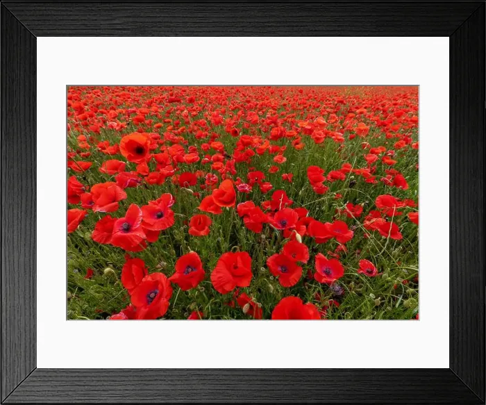 Framed Print : 2s99xbp Framed Print : 2s99xbp