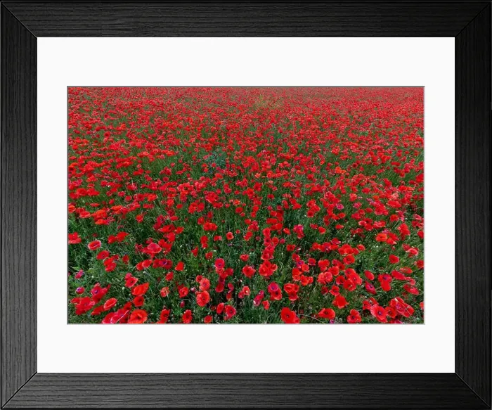 Framed Print : 2s99xbx Framed Print : 2s99xbx