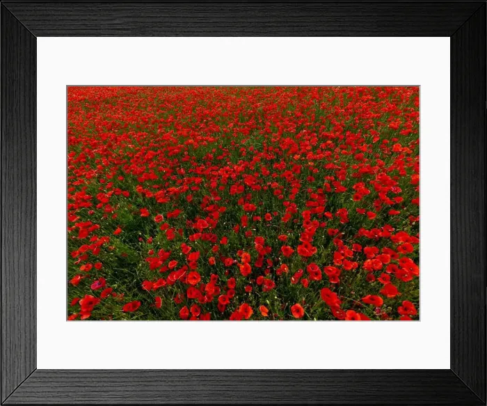 Framed Print : 2s99xc0 Framed Print : 2s99xc0