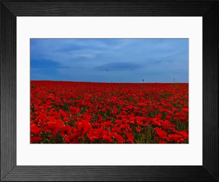 Framed Print : 2s99xc5 Framed Print : 2s99xc5