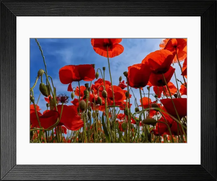 Framed Print : 2s99xep Framed Print : 2s99xep