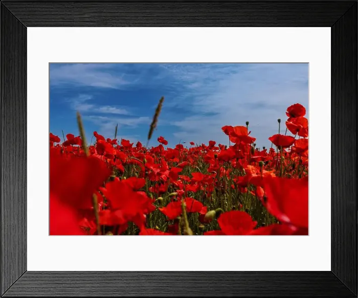 Framed Print : 2s99xey Framed Print : 2s99xey