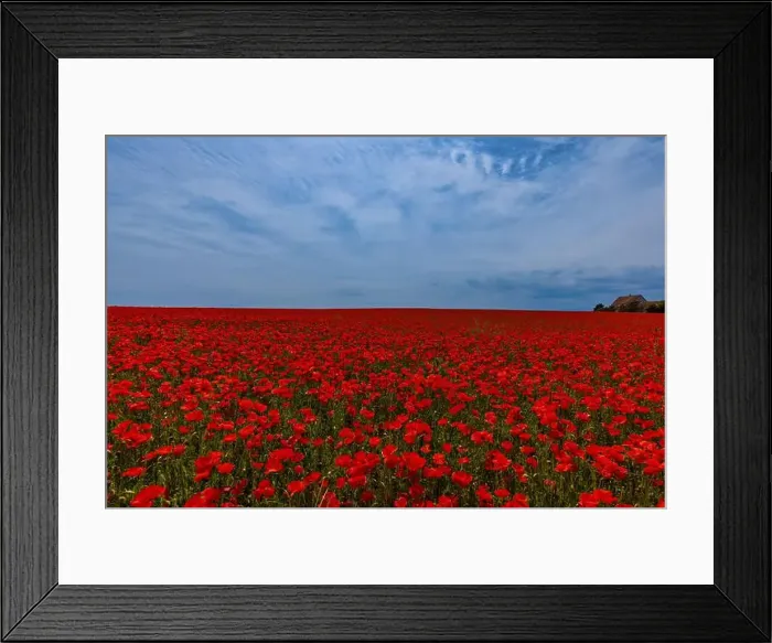 Framed Print : 2s99xf2 Framed Print : 2s99xf2