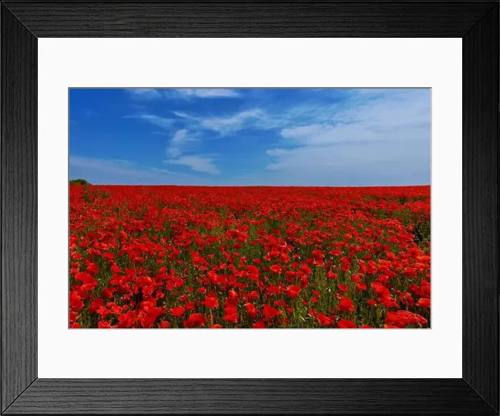 Framed Print : 2s99xfj Framed Print : 2s99xfj