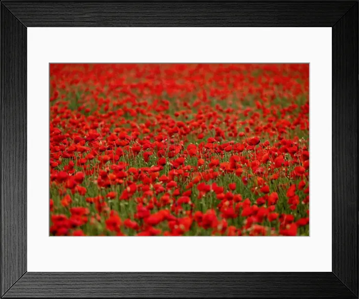 Framed Print : 2s99xje Framed Print : 2s99xje