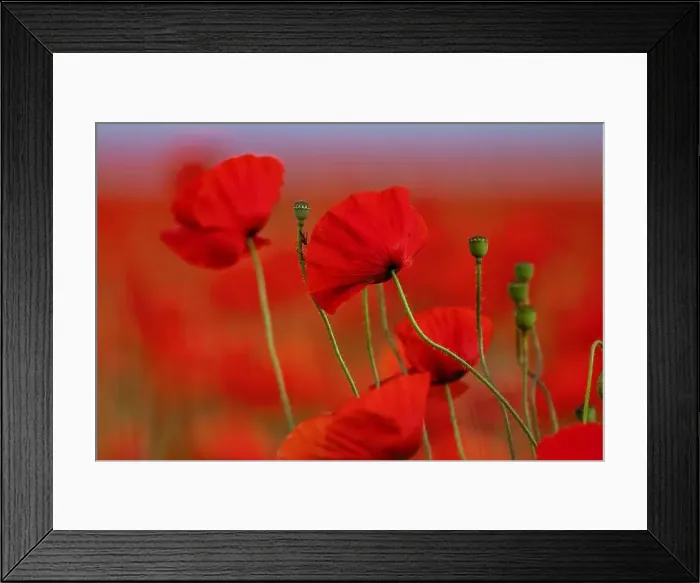 Framed Print : 2s99xjm Framed Print : 2s99xjm