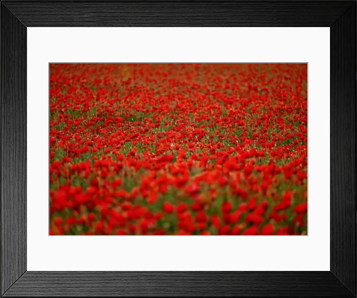 Framed Print : 2s99xjt Framed Print : 2s99xjt