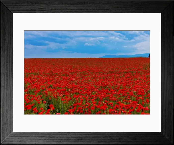 Framed Print : 2s99xk0 Framed Print : 2s99xk0
