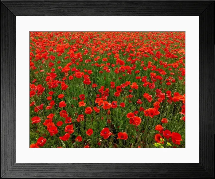 Framed Print : 2s9a05a Framed Print : 2s9a05a