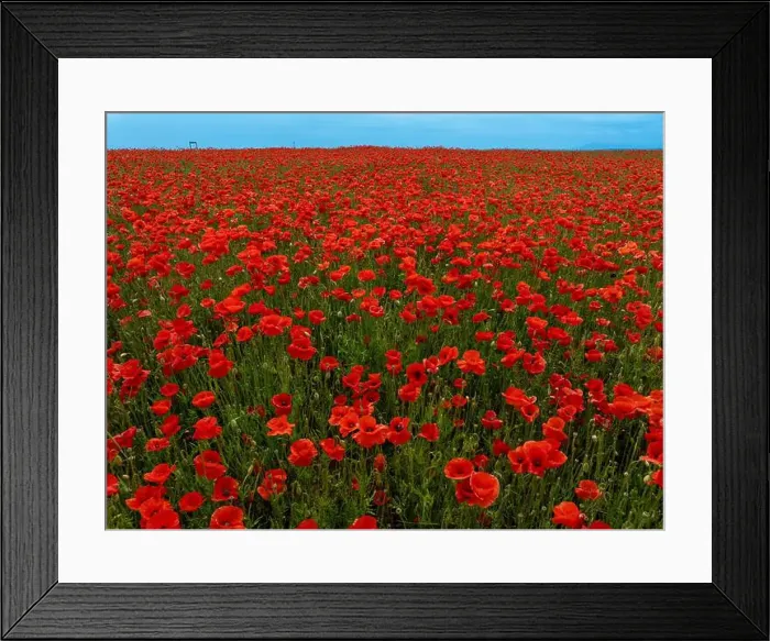 Framed Print : 2s9a05d Framed Print : 2s9a05d