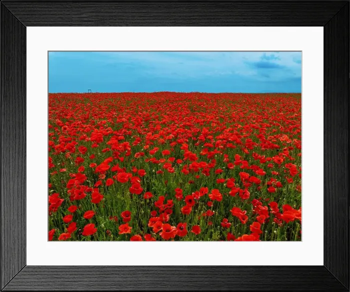Framed Print : 2s9a05f Framed Print : 2s9a05f