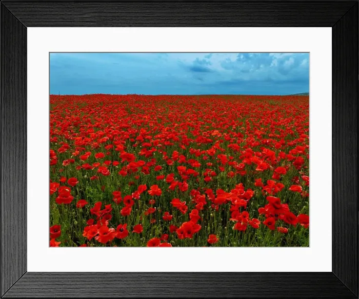 Framed Print : 2s9a05g Framed Print : 2s9a05g