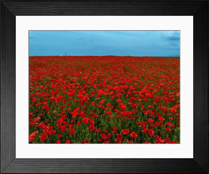 Framed Print : 2s9a05k Framed Print : 2s9a05k