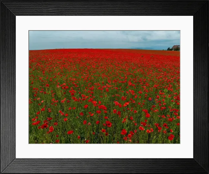 Framed Print : 2s9a05w Framed Print : 2s9a05w