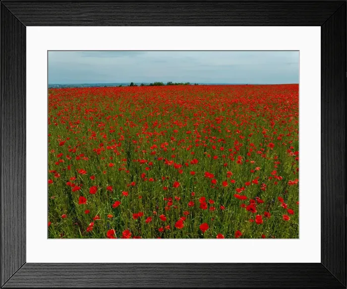 Framed Print : 2s9a061 Framed Print : 2s9a061