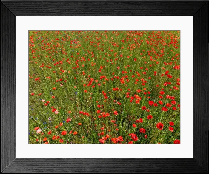 Framed Print : 2s9a086 Framed Print : 2s9a086