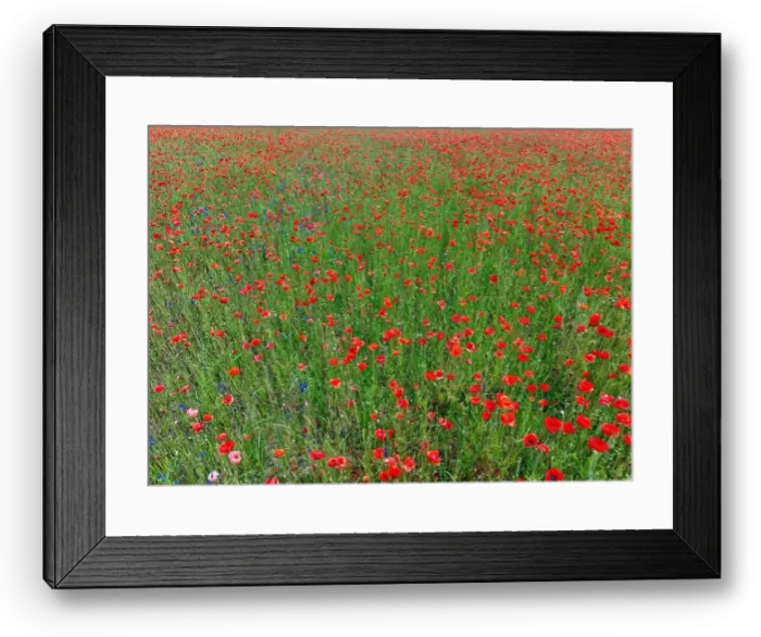 Framed Print : 2s9a088 Framed Print : 2s9a088