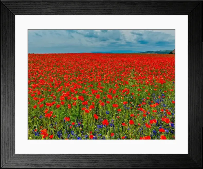 Framed Print : 2s9a08f Framed Print : 2s9a08f