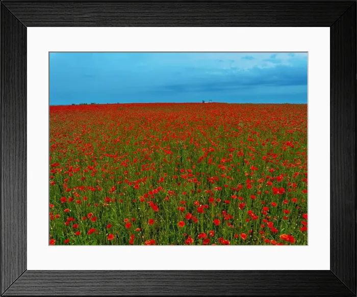 Framed Print : 2s9a08y Framed Print : 2s9a08y