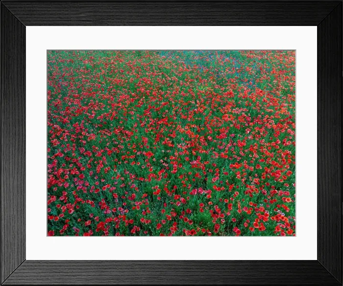 Framed Print : 2s9a090 Framed Print : 2s9a090