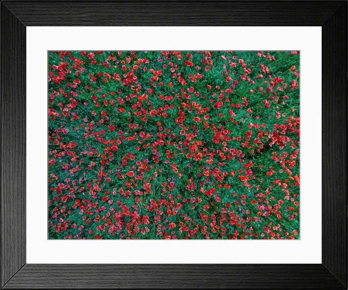 Framed Print : 2s9a095 Framed Print : 2s9a095