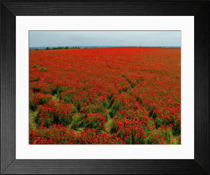 Framed Print : 2s9a097 Framed Print : 2s9a097