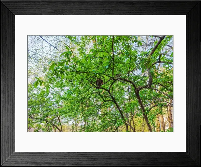 Framed Print : 2s9g1pm Framed Print : 2s9g1pm