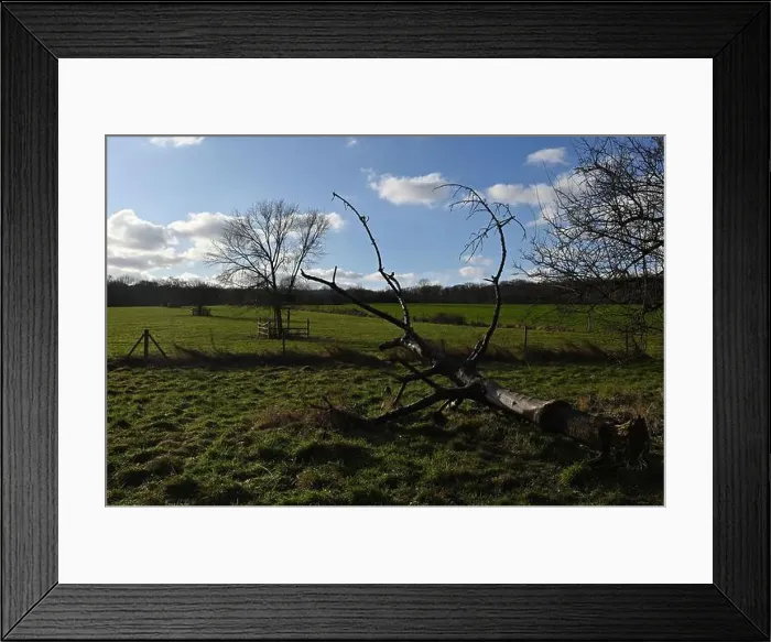 Framed Print : 2s9j1f9 Framed Print : 2s9j1f9