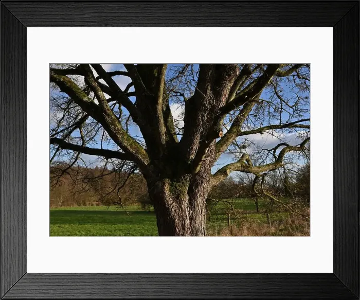 Framed Print : 2s9j1fd Framed Print : 2s9j1fd