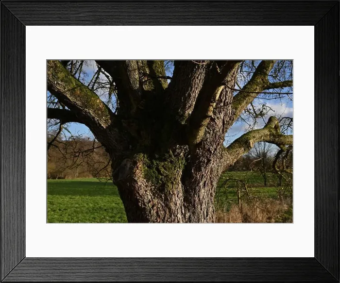 Framed Print : 2s9j1fg Framed Print : 2s9j1fg