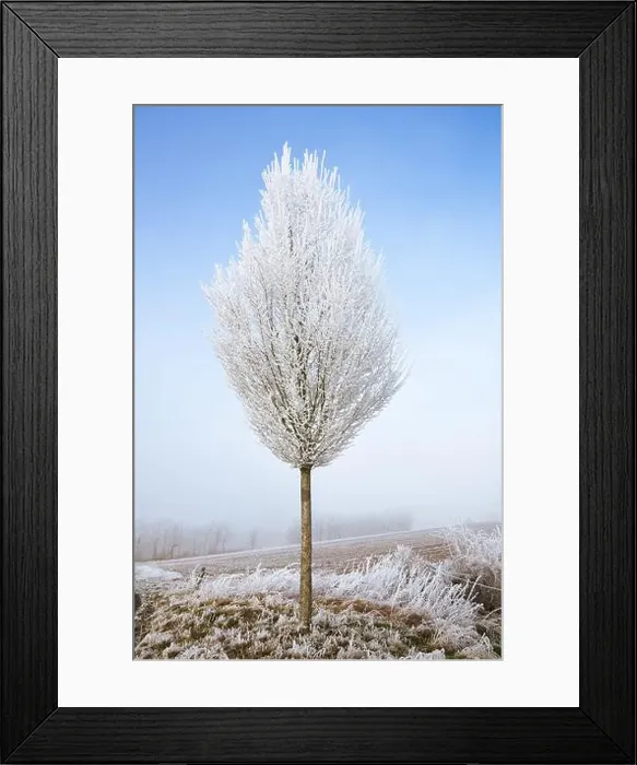 Framed Print : 2s9rp8f Framed Print : 2s9rp8f