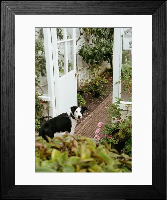 Framed Print : 2s9wc16 Framed Print : 2s9wc16